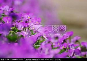 覔