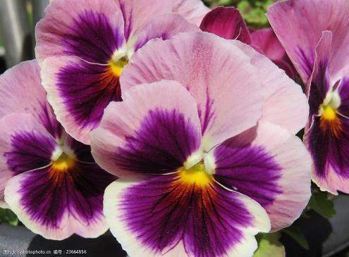 心情很好的说说37句