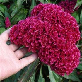 君子兰开花过程的赞美句子22条