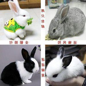 雌嘴