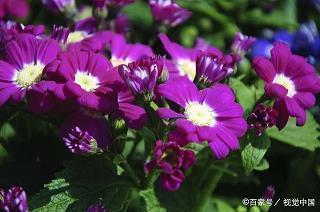 512护士节祝福语短句汇总50句