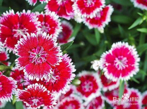 教师节优美祝福语简短(精选85条)