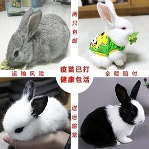 蓌