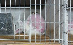 过年给老板发的祝福语