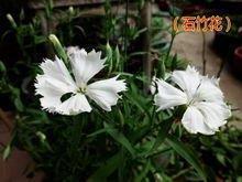 赞美社区志愿者的句子28条