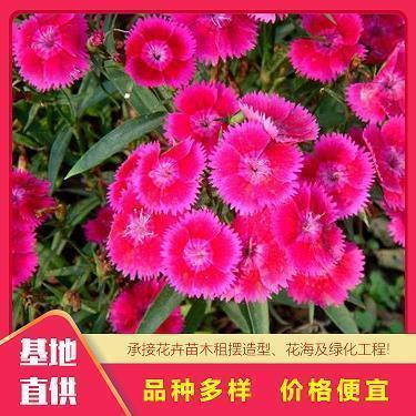莱特兄弟造飞机的故事