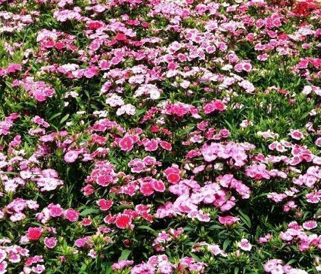 二零二一年春节祝福语吉祥话