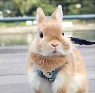 骈指