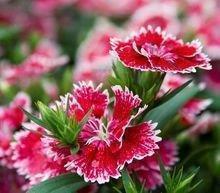 教师节祝福语诗句2021年(精选75条)