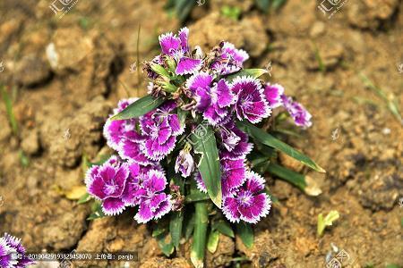 描写竹楼的句子及诗句