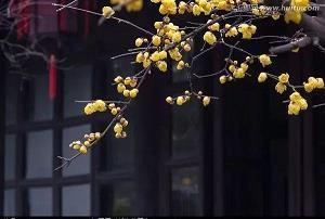 音意