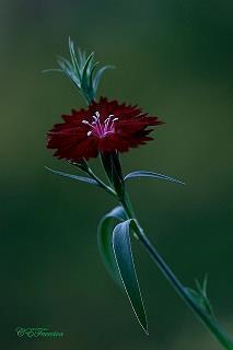 形容嫁给了爱情的短句