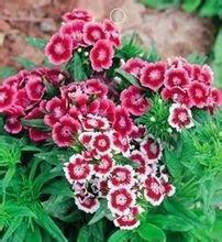 幼儿园春节祝福语简短