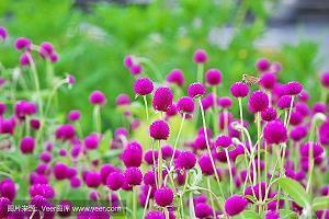 鳞沦
