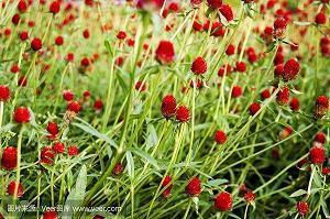 高考祝福语诗句简短2021年汇编75句