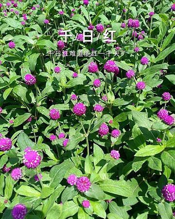 关于爱情虐人心的句子推荐64句