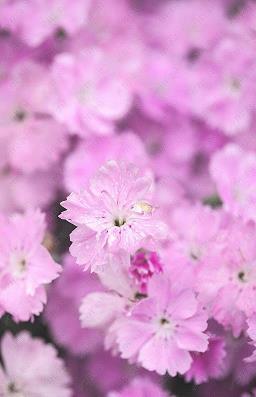 康乃馨花束上怎么写寄语