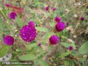 杀人如草