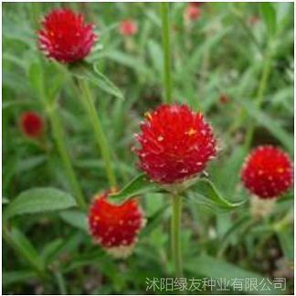 朱驳