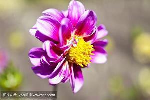 芘苤