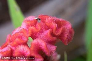 茌