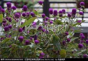 2021年立春优美句子94句