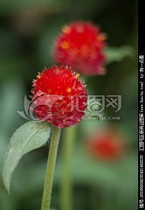 顷世