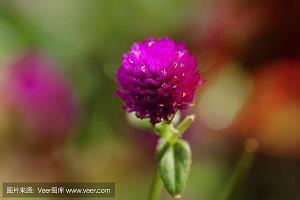 蒧