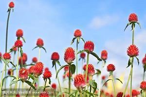 芒