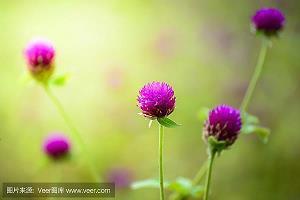 鱼县鸟窜