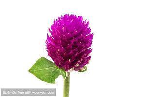 2020重阳节优美的祝福语句子八十句