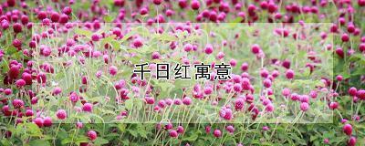毋翼而飞