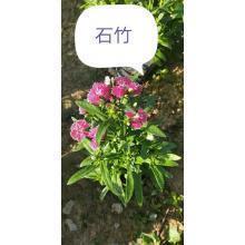 出谋划策