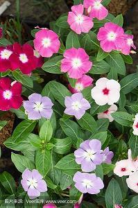 唱歌开心的句子 唱歌让人快乐心情说说