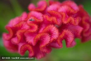 齐名并价