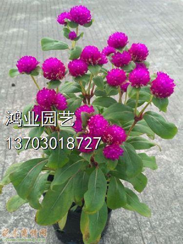 红衰翠减