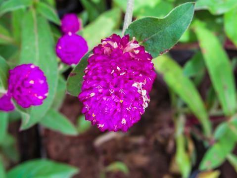 新的一年祝你牛你年大吉 牛年祝福语精选合集