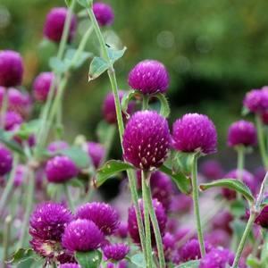众多朋友出门一曰游开心的句子