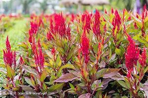 夏天的句子：满天的繁星