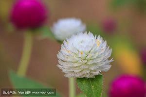 2021年1月1日元旦节朋友圈祝福文案说说