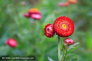见诮大方