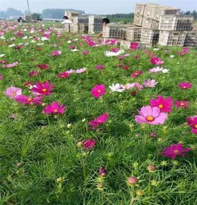 2021春节属牛的发朋友圈的说说