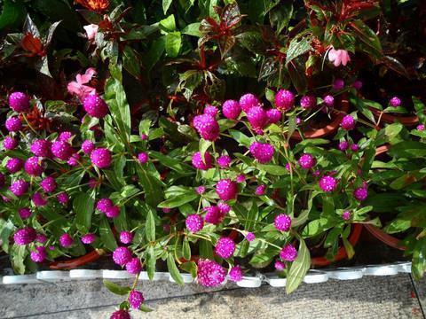 2021年牛年祝福语给爸妈长辈大全