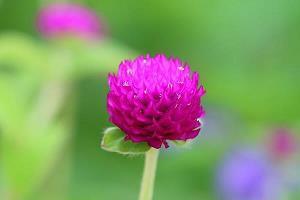 甘贫守节