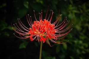 花镊