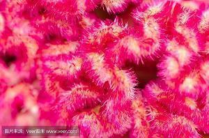 元宵节的简短句子