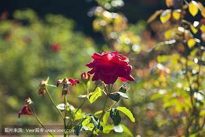 鞲绳