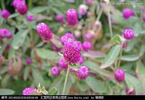 骇色