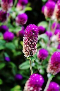 人生像花一样绽放的语句