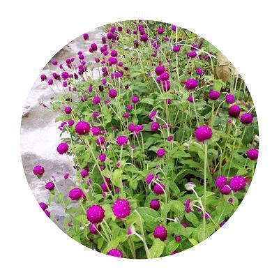 2021喜庆的春节短信祝福语
